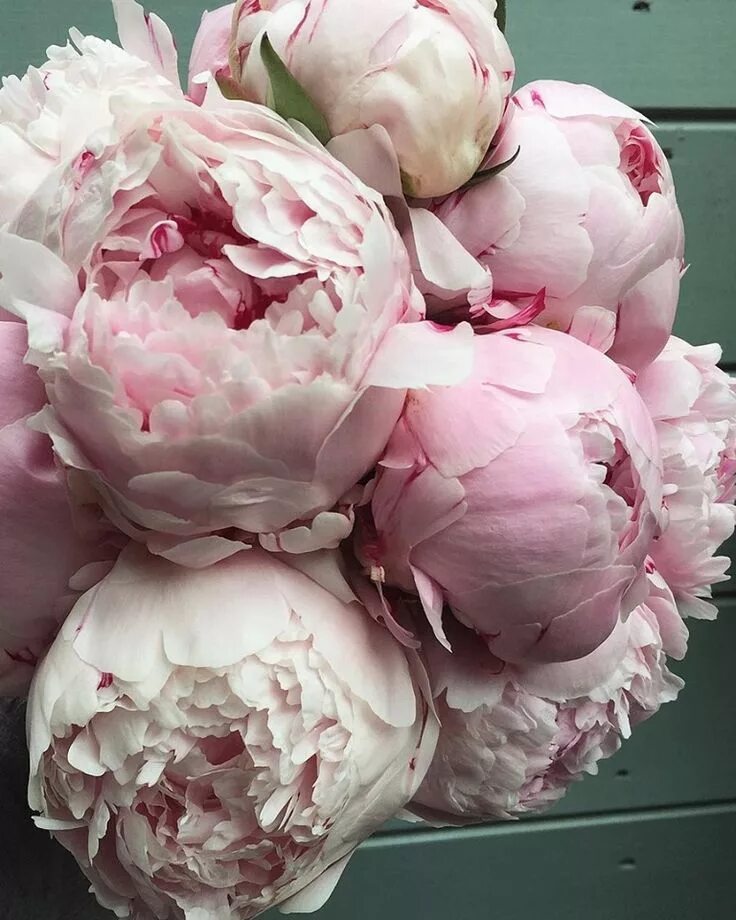 Пионы фото цветов сорта Pin on пионы Peonies, Flowers, Flower therapy