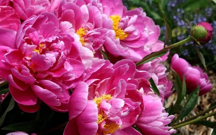 Пионы фото высокого пионы обои: 5 тыс изображений найдено в Яндекс.Картинках Peony flower pictures, 
