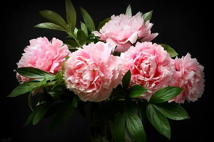 Пионы фото высокого #bouquet #pink #peonies the dark background Alexander Razgulyaev #1080P #wallpap