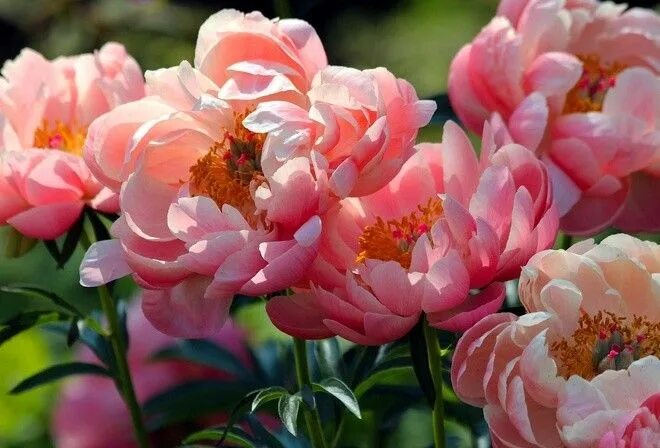 Пионы фото высокого Épinglé par nguyễn hoàng long sur FLOWER COLLECTION Pivoine, Fleurir, Grandes fl