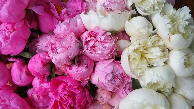 Пионы фото высокого How to Plant and Care for Peonies - Design a Garden You Love Peony care, Beautif