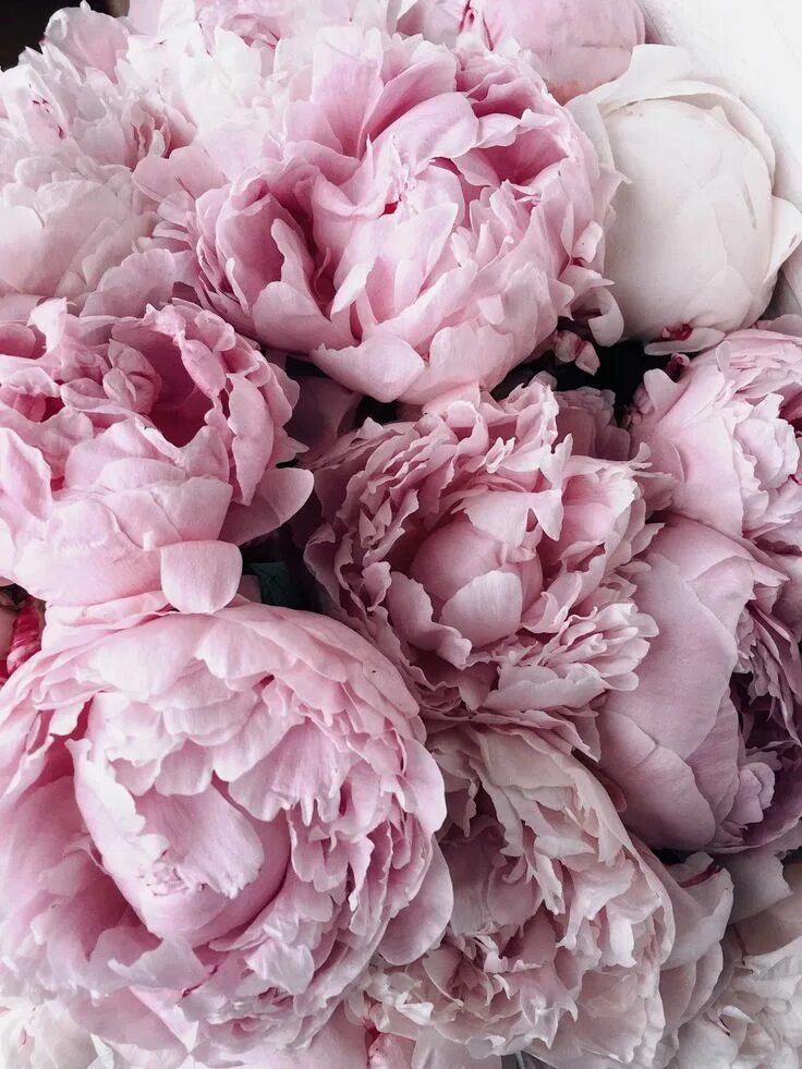 Пионы фото высокого Нежно розовые пионы (65 фото) Peony wallpaper, Beautiful flowers, Love flowers