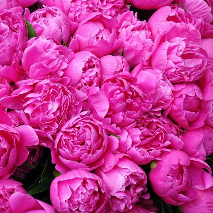 Пионы фото высокого Spring is in the air. #spring #springtime #peony #peonies #magenta #colorful #in