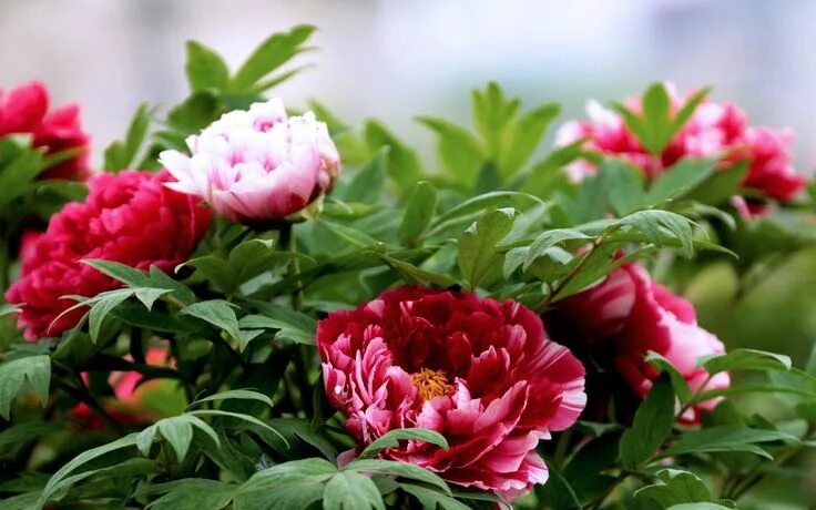 Пионы фото высокого Stunning Peony Wallpaper 31255 2560x1600 px HDWallSource.com