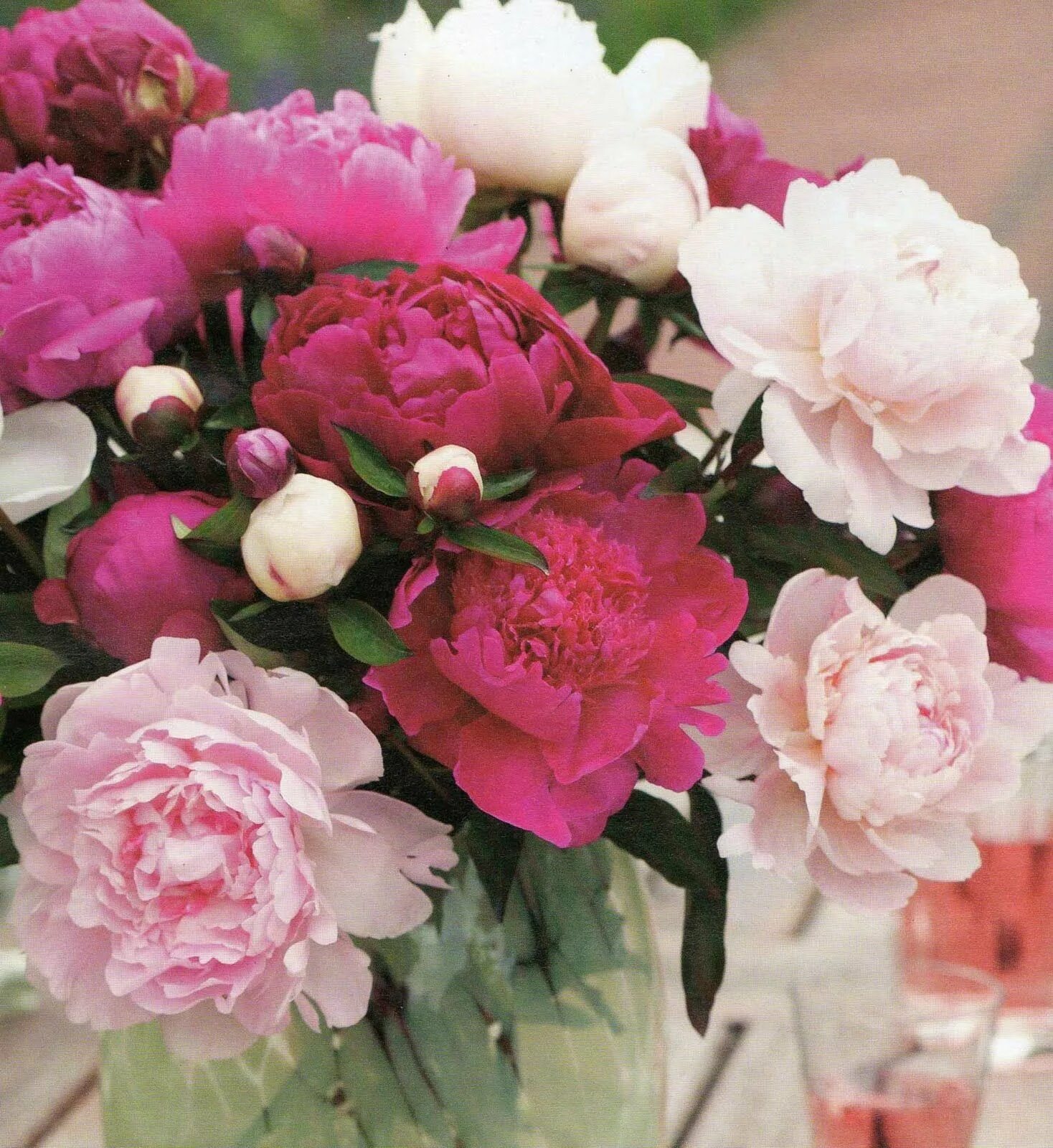 Пионы фото высокого Peonies