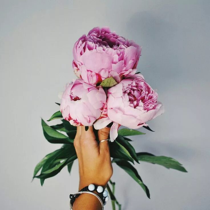 Пионы фото женщин Пин на доске Fleur Пионы, Цветочные композиции, Цветы
