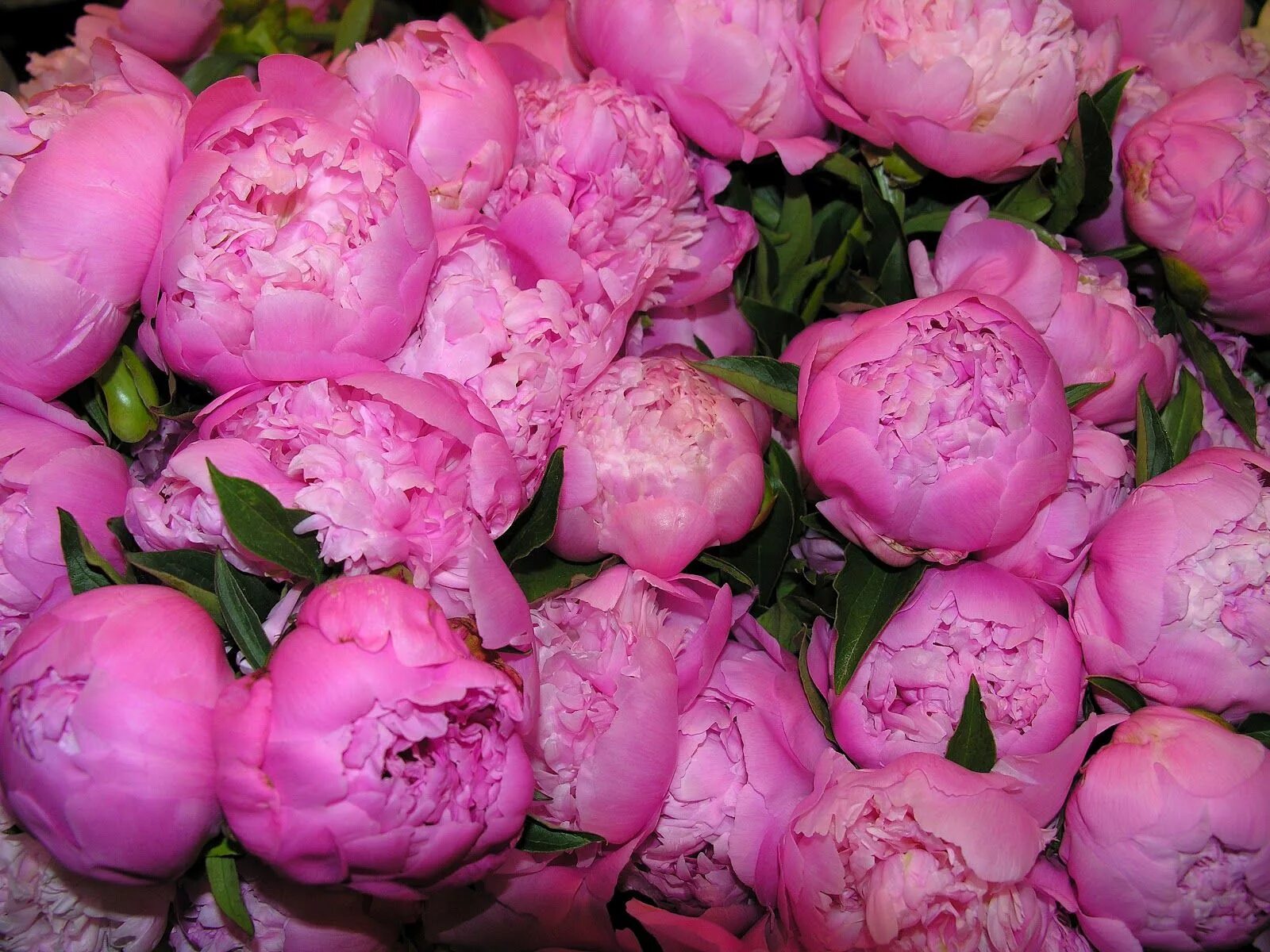 Пионы где купить и фото Peonies at the Pikes Market in Seattle, WA. June trip. Flowers, Peonies, Trip