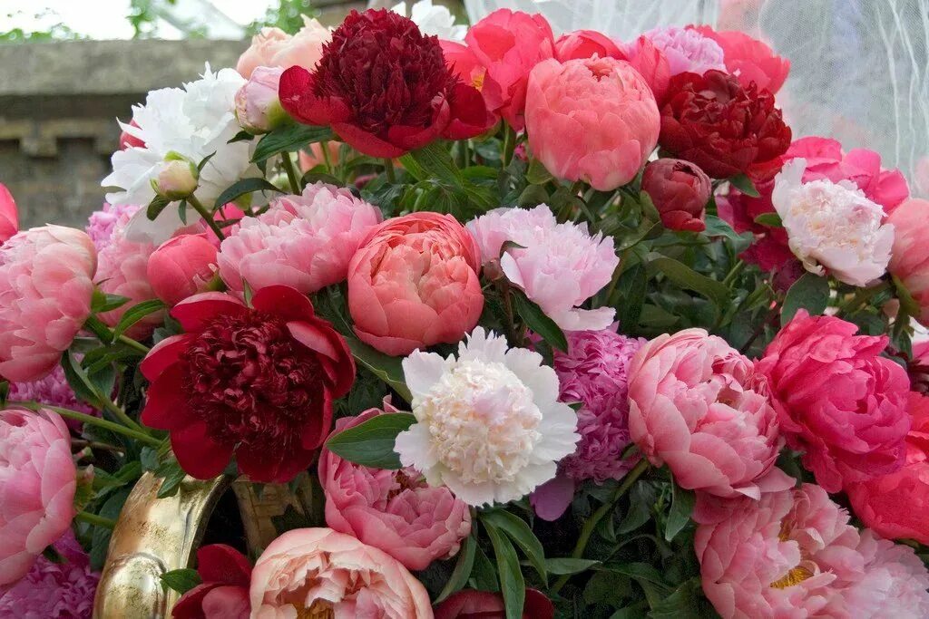 Пионы где купить и фото Pin by Марина Галинина. Графиня чешск on Цветы из сада Flowers, Summer flowering