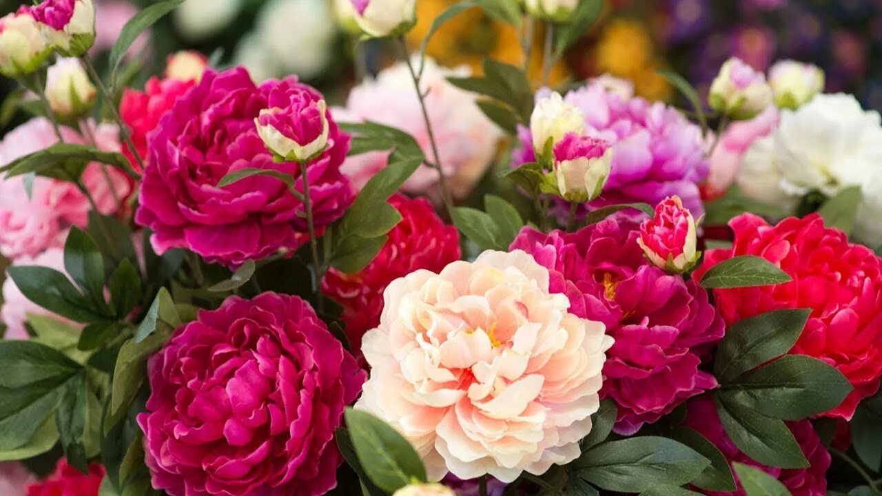 Пионы где купить и фото Relaxing Music Meditation Music & Relax Relaxing Sounds for Sleeping, - YouTube