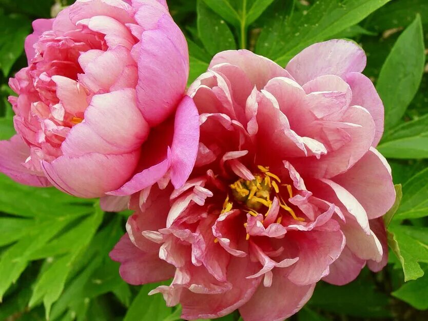 Пионы гибриды фото Купить Пион Молочноцветковый Double Pink - Пион - GardenPlants