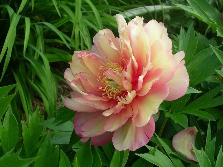 Пионы гибриды фото Itoh Peony 'Julia Rose' Planting peonies, Itoh peonies, Rooting roses