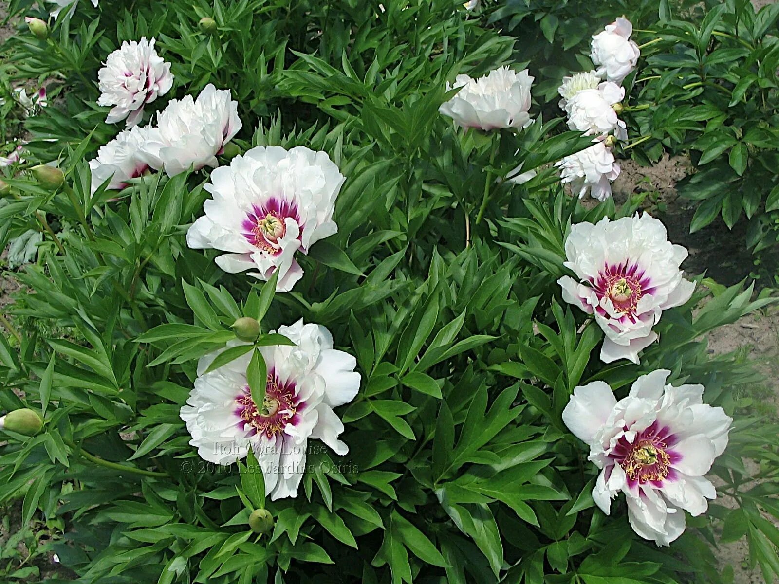 Пионы гибриды фото Itoh Peony Cora Louise from Canning Perennials Itoh peonies, Woodland garden, Pe