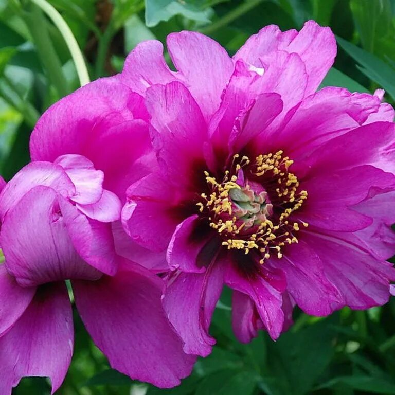Пионы гибриды фото Купить Пион ИТО Morning Lilac - Пион - GardenPlants