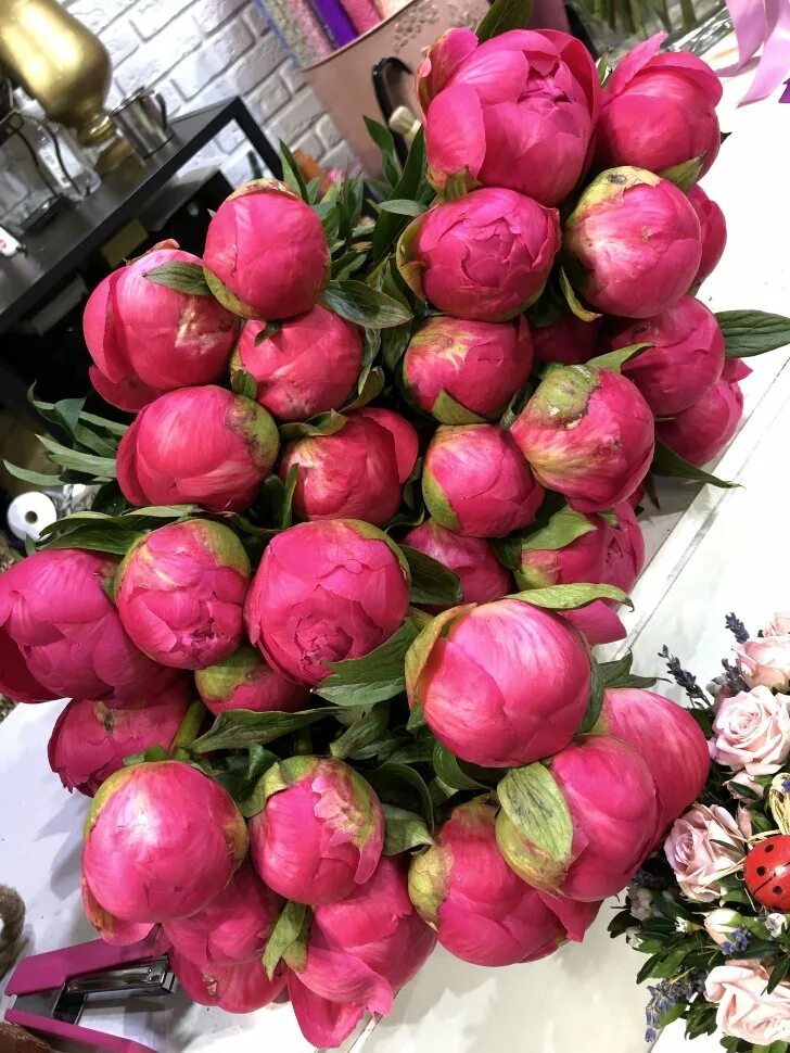 Пионы хамелеоны фото Коралловые пионы