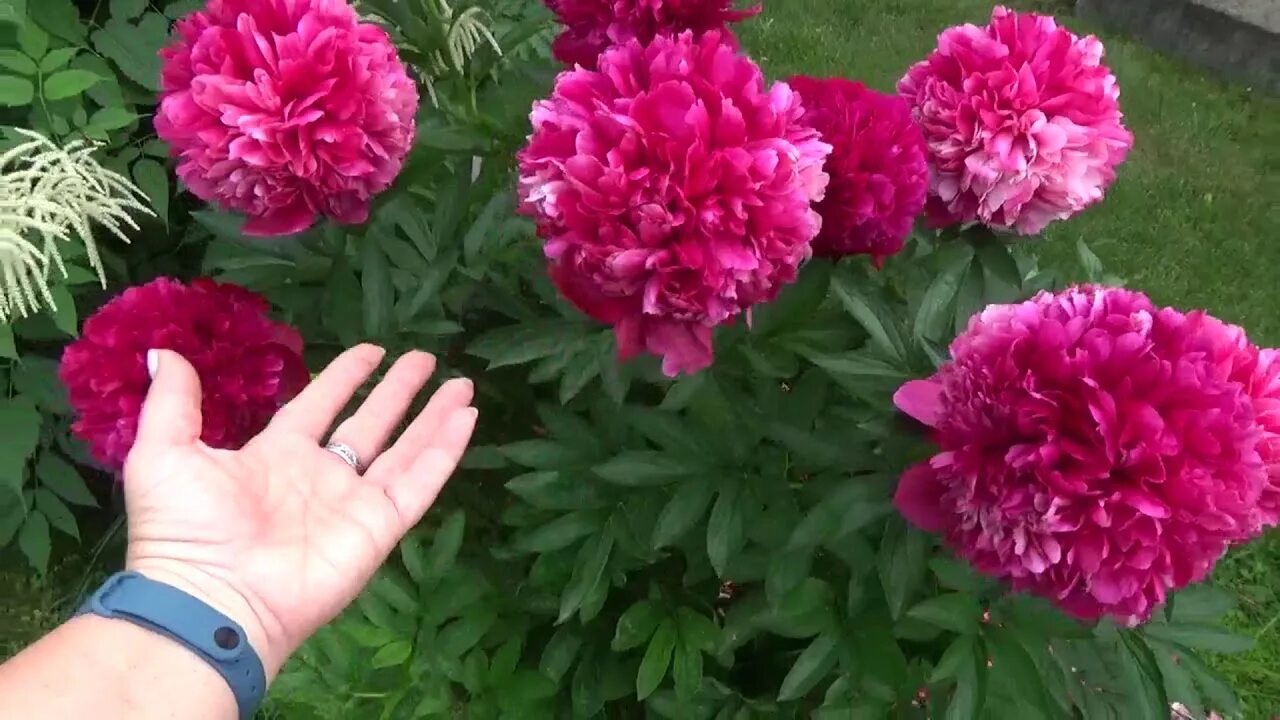 Пионы хамелеоны фото Влог.Жара.Пион-хамелеон. Розы. Боремся с тлей. Зачем сажаю вилки))) Птенцы..Зрею