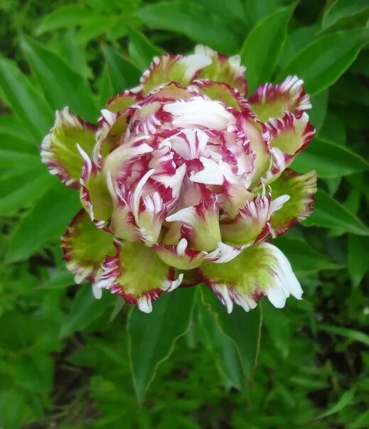 Пионы хамелеоны фото Пион Мун ФриттерсPaeonia Moon Frittersцена -2500. Фотография из альбома ОСЕНЬ 20