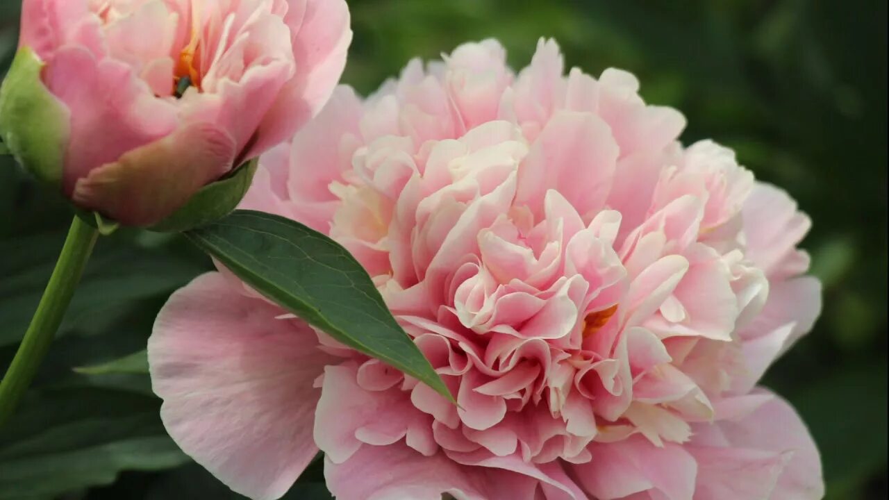 Пионы хамелеоны фото Peony Drolla / Пион Дролла. - YouTube