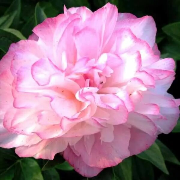 Пионы хамелеоны фото Pin von lavina jackson auf my darling mum
