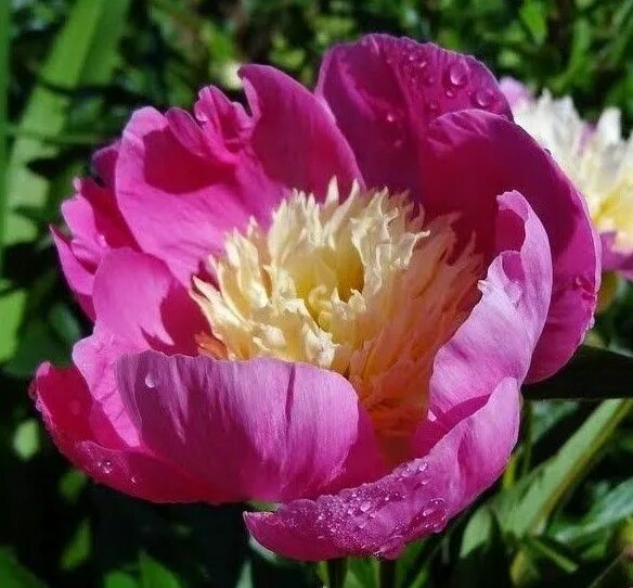 Пионы хамелеоны фото Peony 'Wladyslawa' Растения