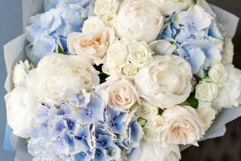 Пионы и гортензии фото White Peonies and Blue Hydrangea. Beautiful Bouquet of Mixed Flowers in Woman Ha