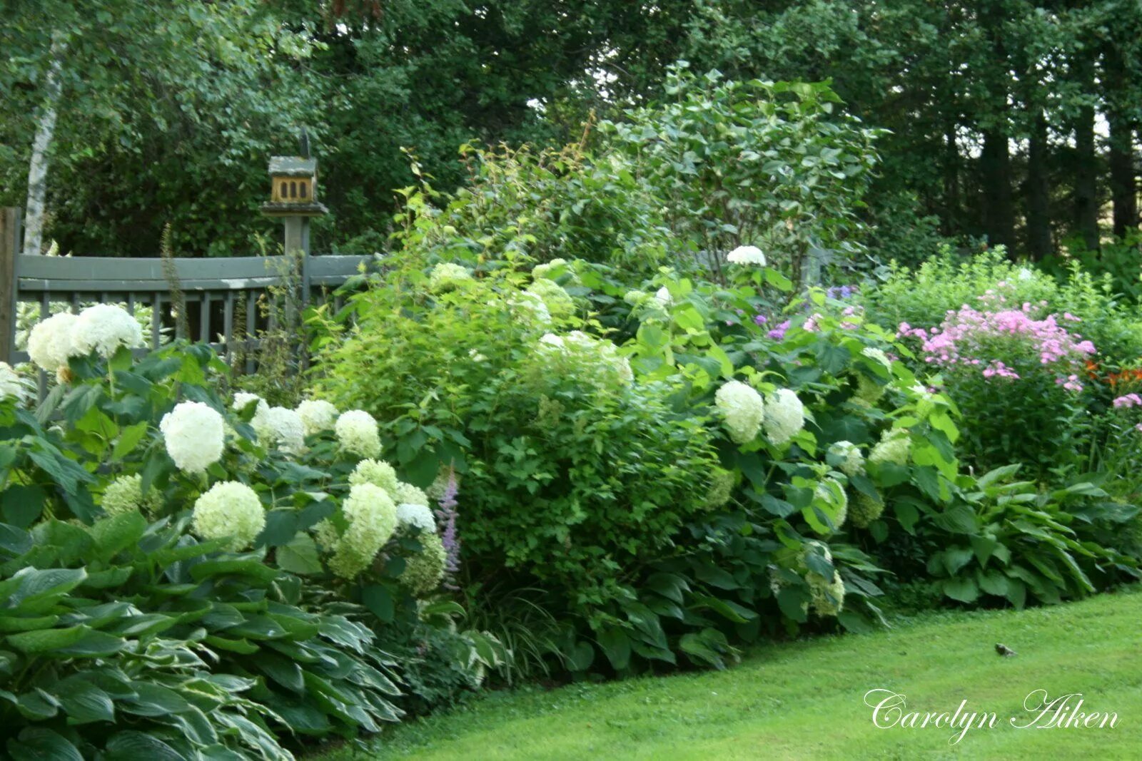 Пионы и гортензии совместимость на клумбе фото Aiken House & Gardens: Through the Garden Gate Garden shrubs, Shade garden, Back