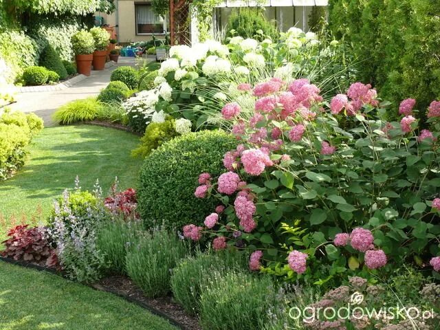 Пионы и гортензии совместимость на клумбе фото Ogród mały, ale pojemny;) Cottage garden plants, Front yard garden design, Lands