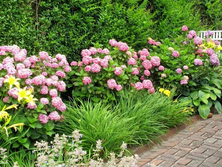 Пионы и гортензии совместимость на клумбе фото hydrangea pairing Идеи озеленения, Клумбы, Композиции цветников