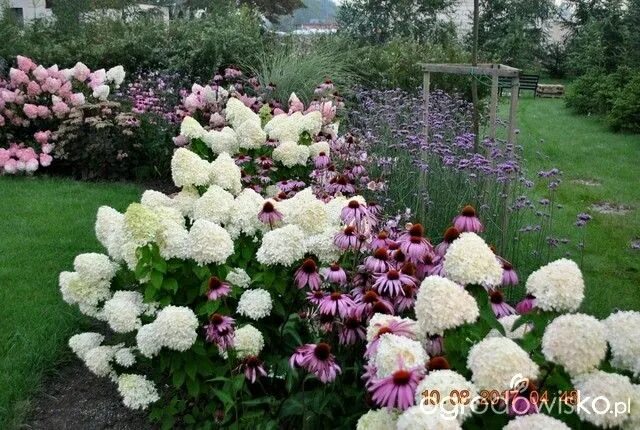 Пионы и гортензии совместимость на клумбе фото Pin on ландшафтный дизайн in 2024 Garden planing, Hydrangea garden, Garden lands