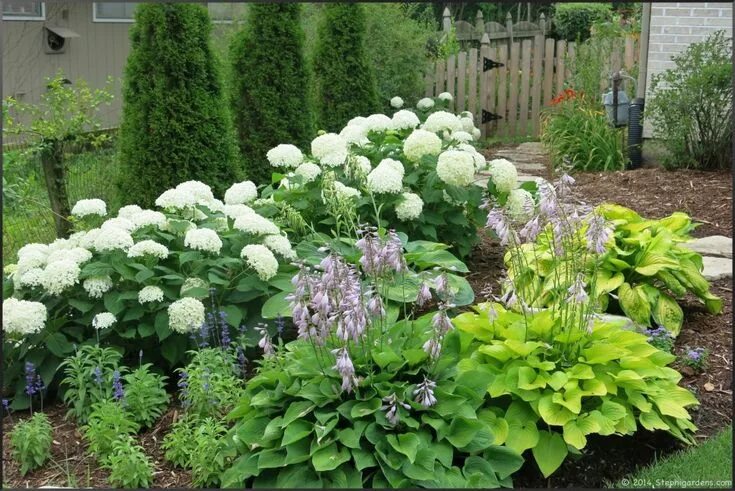 Пионы и гортензии совместимость на клумбе фото daylilies Hydrangea garden, Hydrangea landscaping, Daylily garden