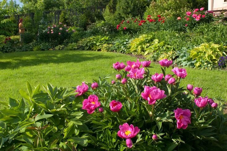 Пионы и тюльпаны в одной клумбе фото Peonies Garden design, Peonies, Garden beds
