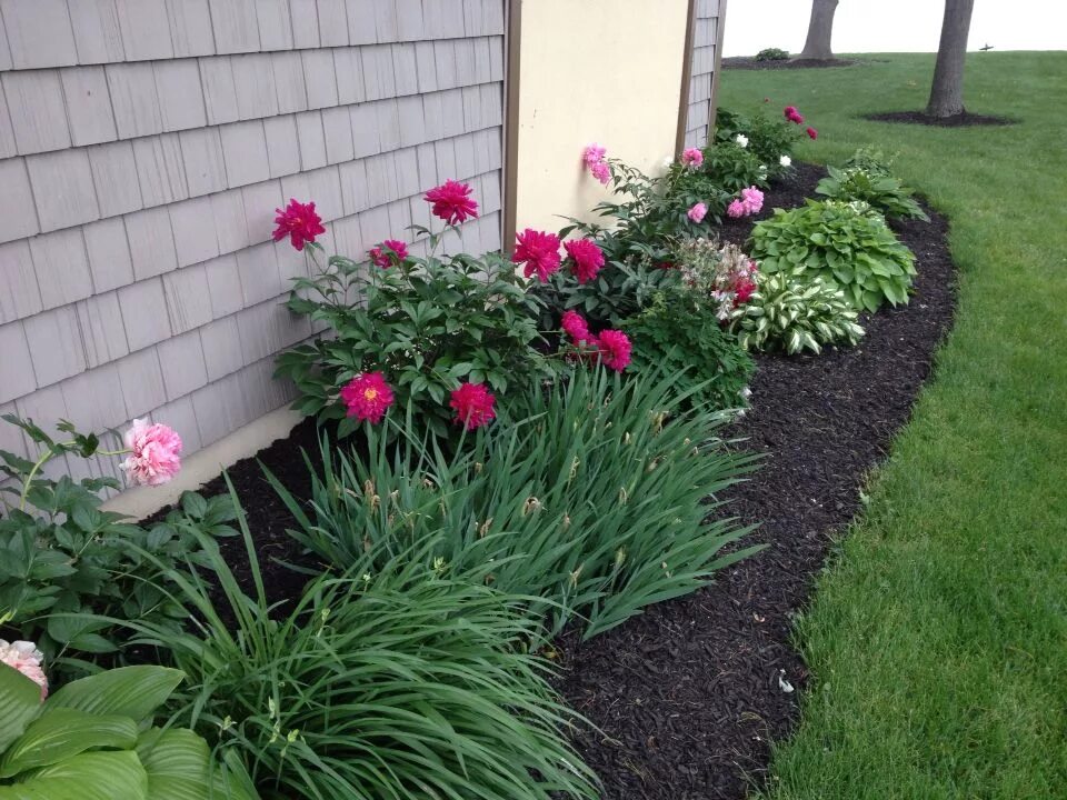 Пионы и тюльпаны в одной клумбе фото Pin by Terra Lentz on My green thumb in 2023 Side yard landscaping, Landscaping 