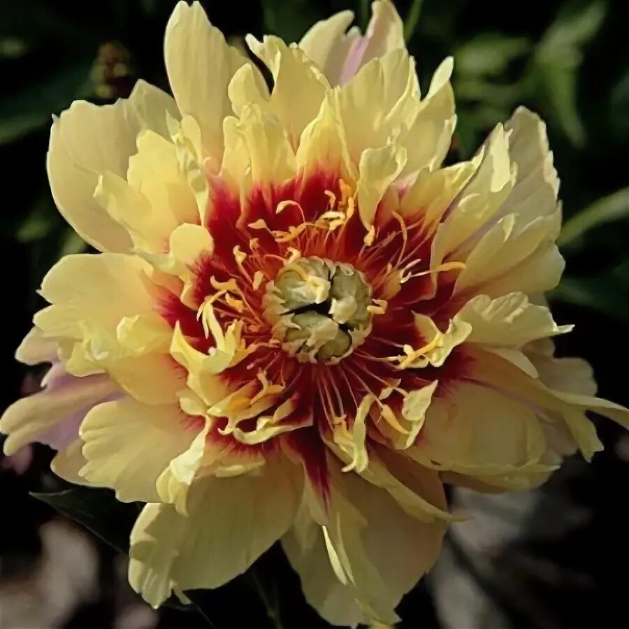 Пионы ито гибриды фото и названия Купить Пион ИТО Border Charm - Пион - GardenPlants