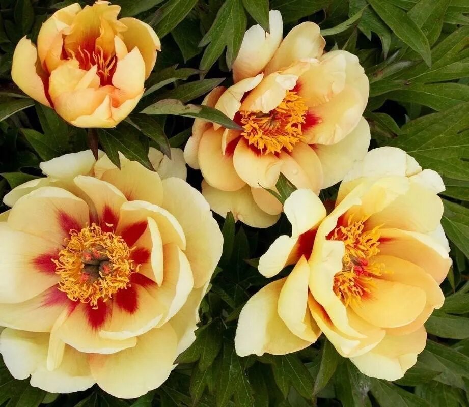 Пионы ито гибриды описание и фото LeFlower Корни - купить с доставкой по выгодным ценам в интернет-магазине OZON (