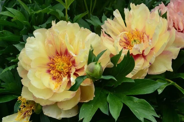 Пионы ито гибриды описание и фото ПИОН "COPPER KETTLE" ИТО-ГИБРИД Plants, Garden, Flowers
