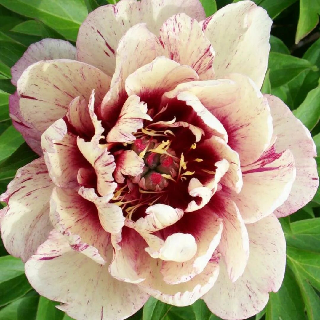 Пионы ито гибриды описание и фото Paeonia itoh All That Jazz. КФХ
