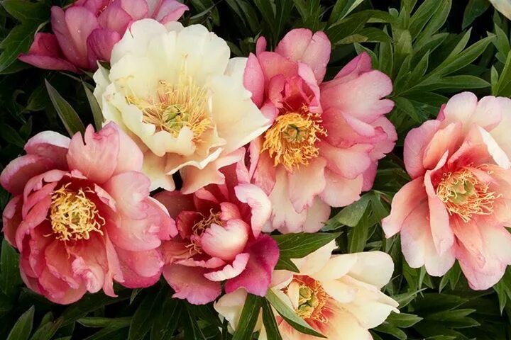 Пионы ито гибриды описание и фото Peonie Flowers photography, Flower painting, Beautiful flowers