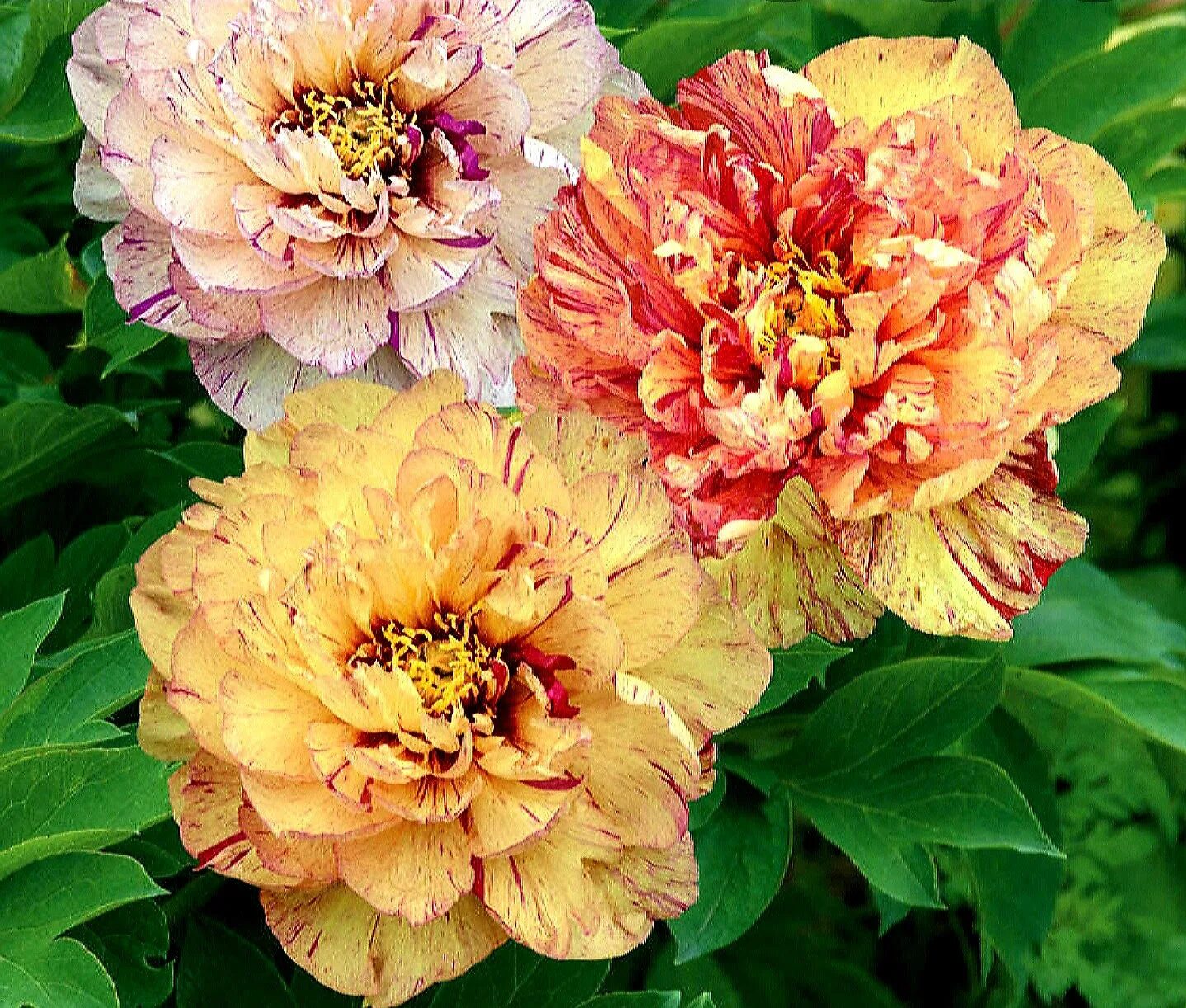 Пионы ито гибриды описание и фото Пион ито-гибрид Лоллипоп (Paeonia Itoh-Hybrids Lollipop) - Садовое ателье СвеЖеН