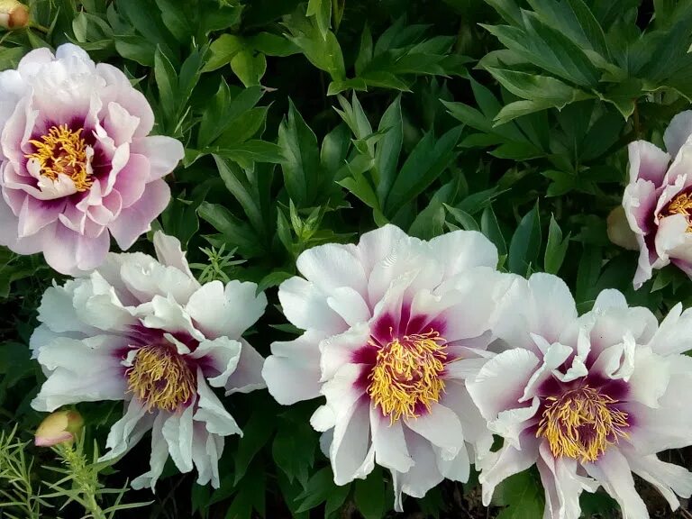 Пионы ито гибриды описание и фото сорта Пион ИТО Cora Louise (Кора Луис) - Зеленый сад