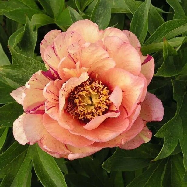 Пионы ито гибриды описание и фото сорта Pivoine Itoh Callies Memory Peonías, Flores, Noel
