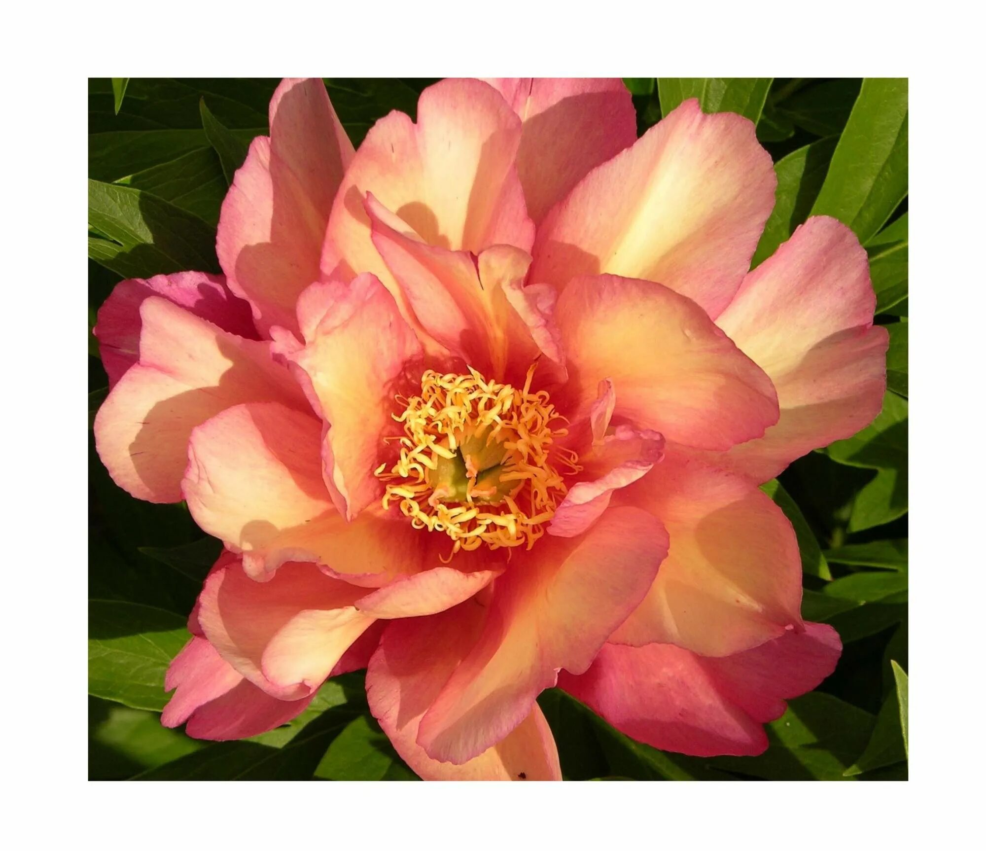 Пионы ито гибриды описание и фото сорта Саженцы пион Агродекор Julia Rose AGRO1233 1 шт. - купить в Москве, цены на Мега