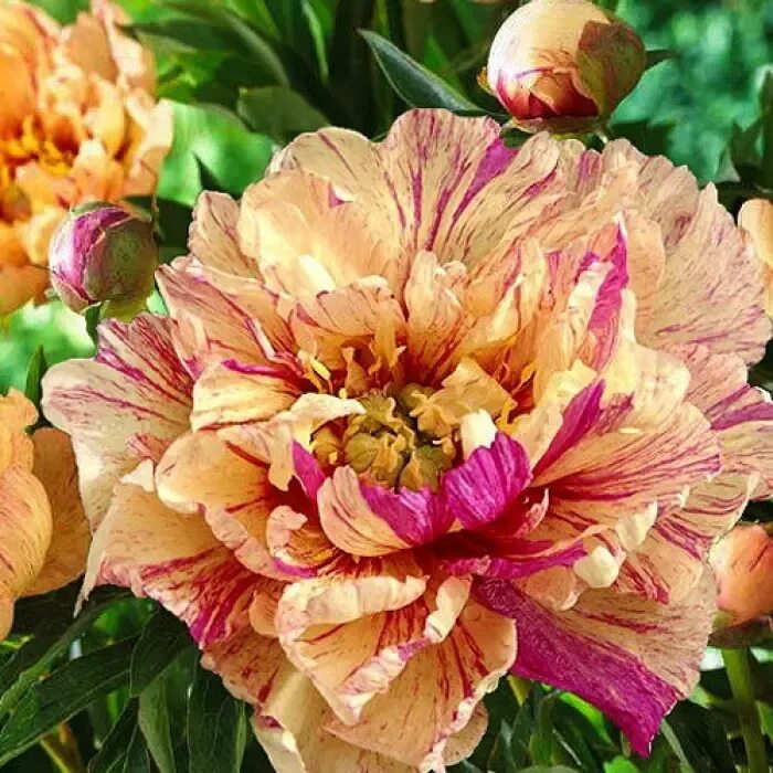 Пионы ито гибриды описание и фото сорта Пион ИТО-гибрид Лоллипоп С3 купить за 3 550 р. в садовом центре АСТ Медовое