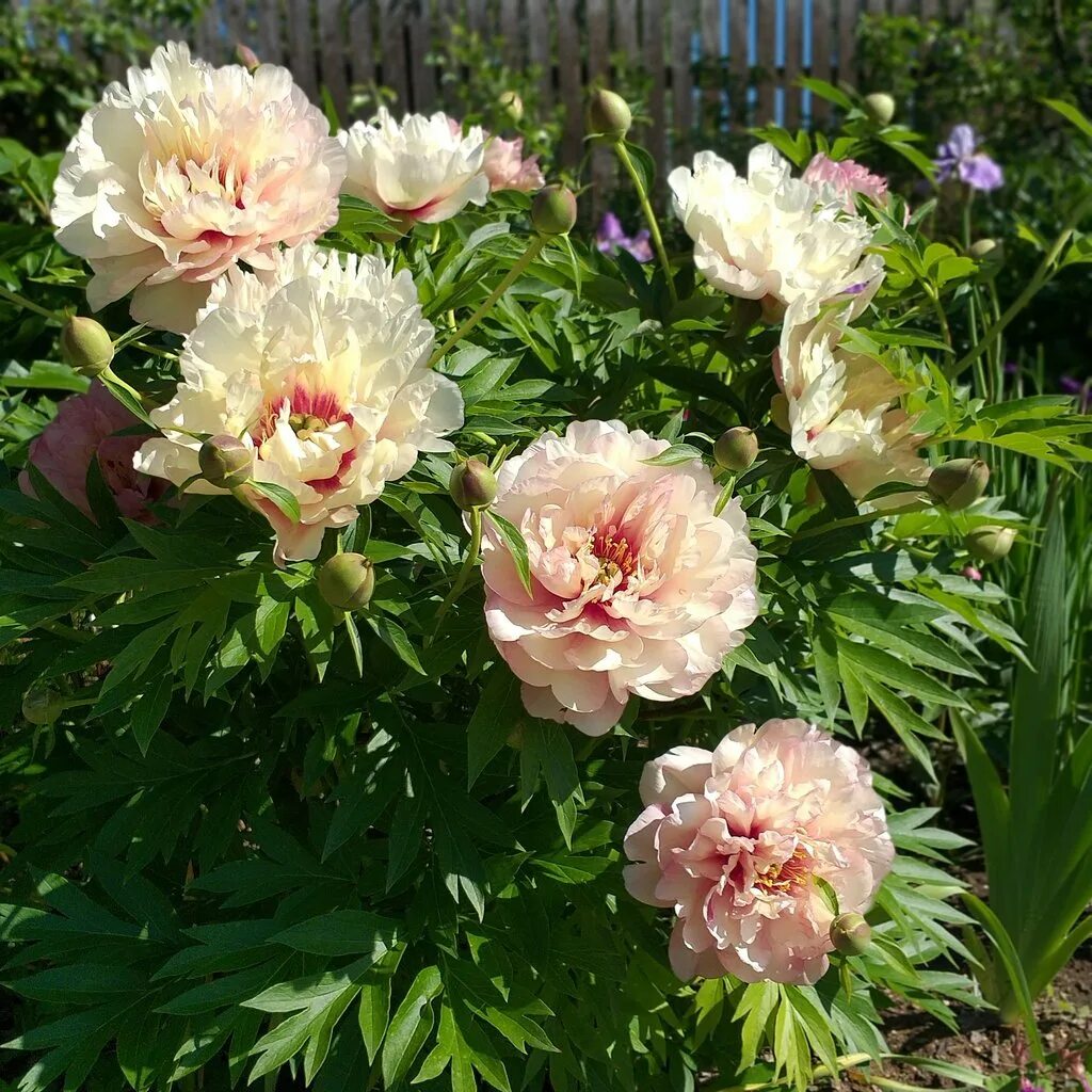 Пионы ито гибриды описание и фото сорта Bartzella. Пион