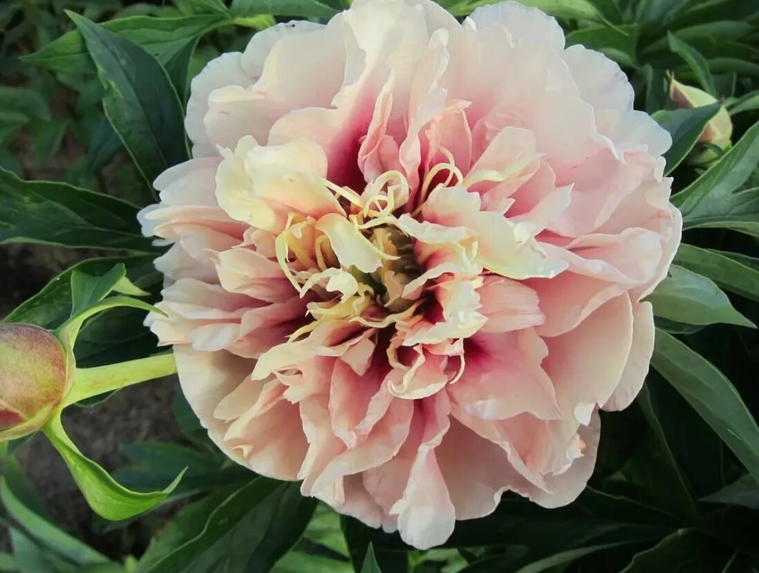 Пионы ито гибриды описание и фото сорта Пионы гибриды сорта