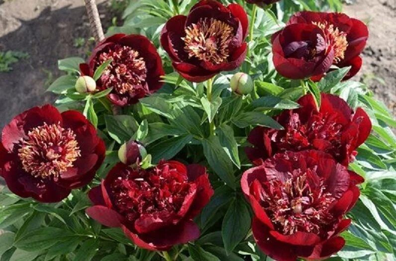 Пионы ито гибриды описание и фото сорта ПИОНЫ