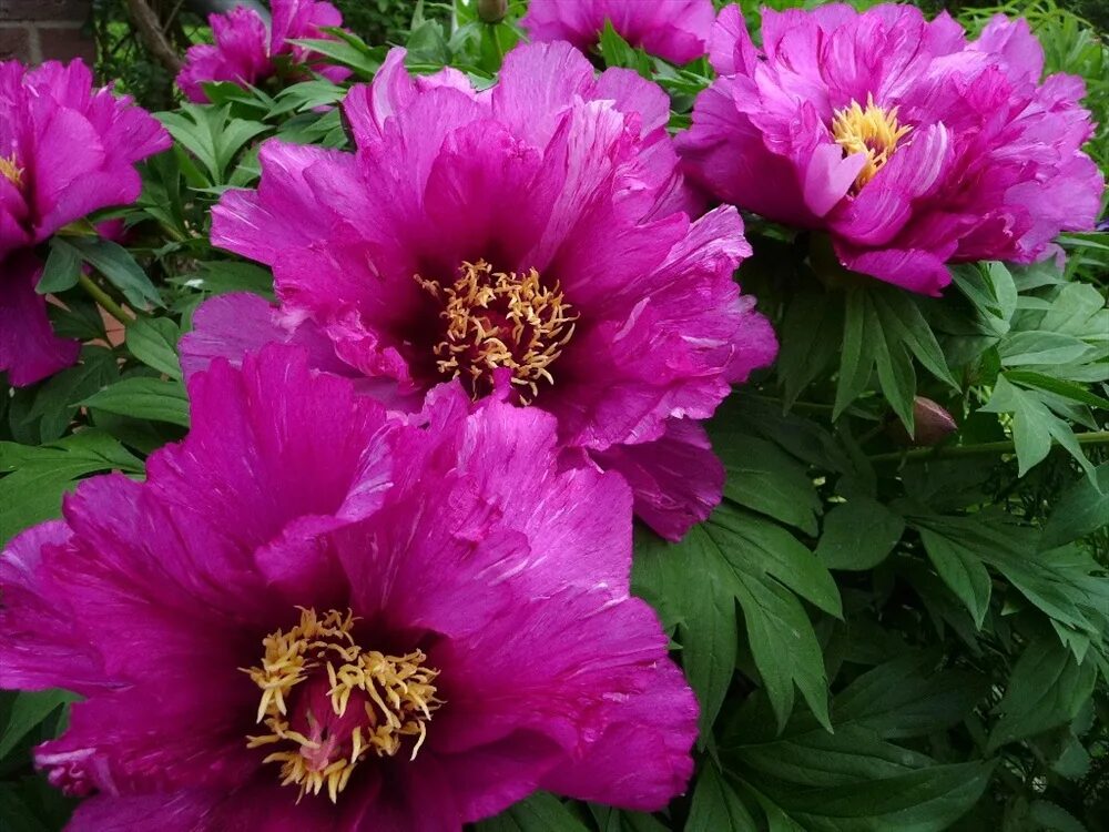 Пионы ито гибриды описание и фото сорта ПИОНЫ PEONY*Shop*Holland - sp-garden.ru cовместные покупки для сада