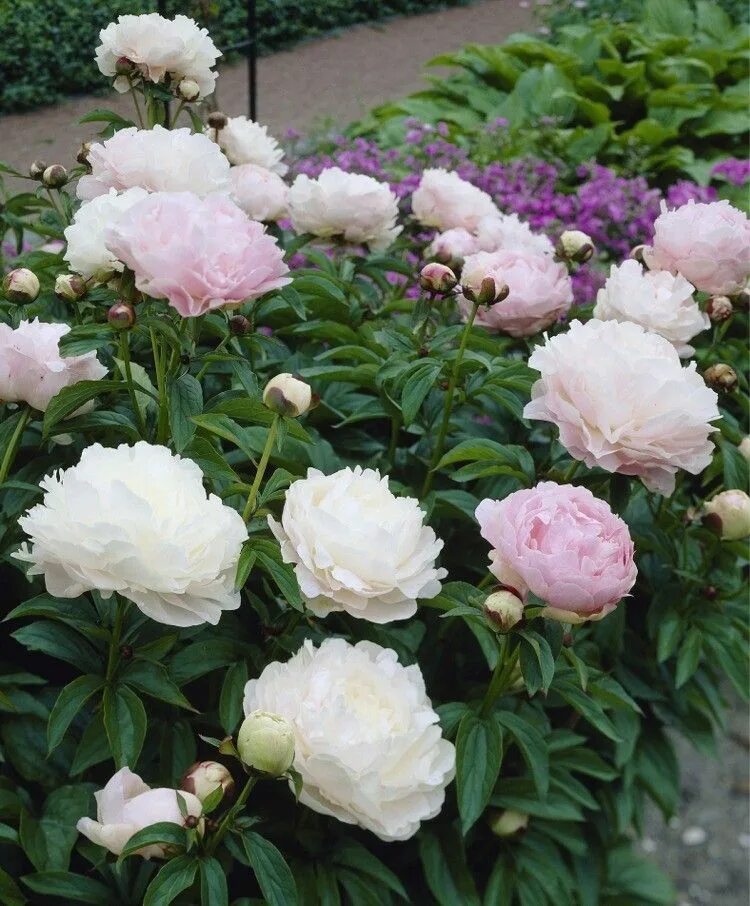 Пионы лемуана фото описание Peony Moonstone - Herbaceous Peonies - Flower Bulb Index Пионовый сад, Луковичны