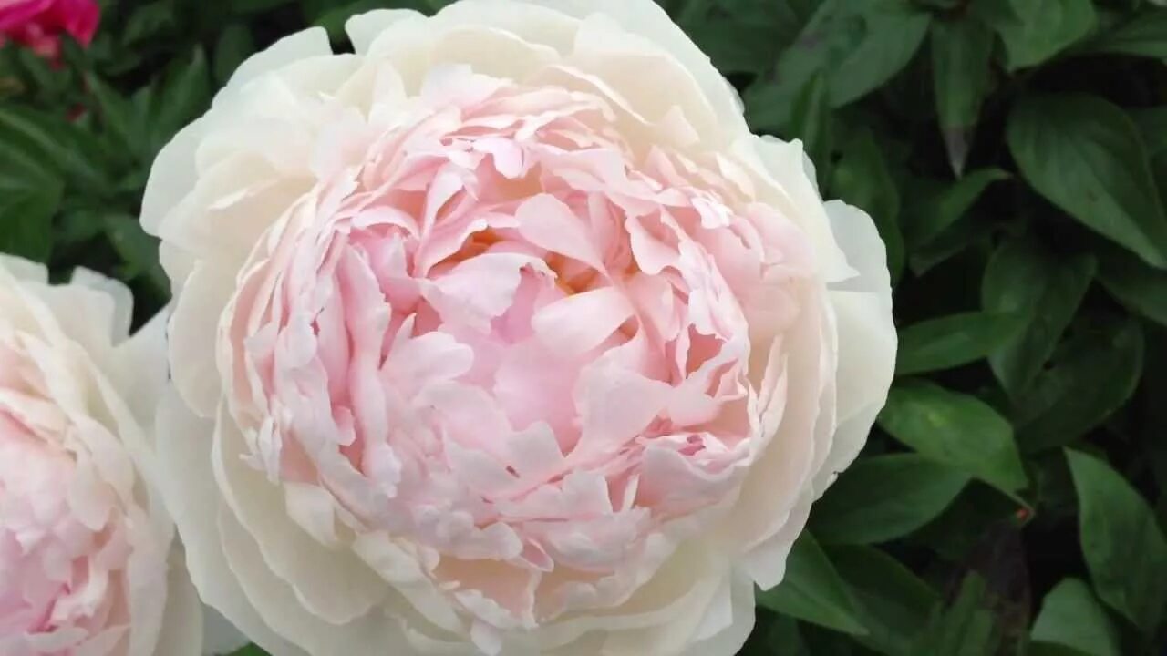 Пионы лемуана фото описание Peony La Lorraine - www.peonyshop.com - YouTube