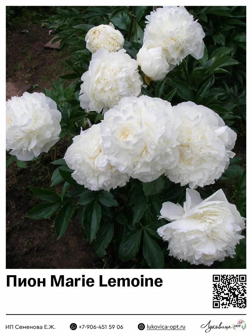 Пионы лемуана фото описание Пион Marie Lemoine