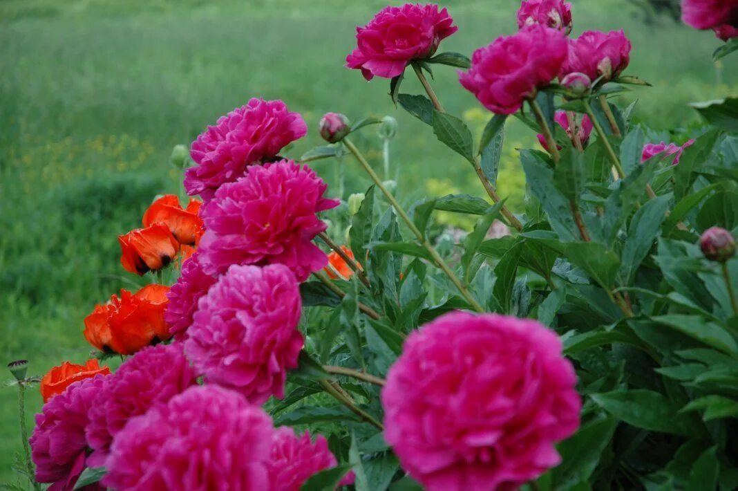 Пионы махровые фото Пион - жемчужина сада Especies de flores, Jardim de rosas, Pé de morango