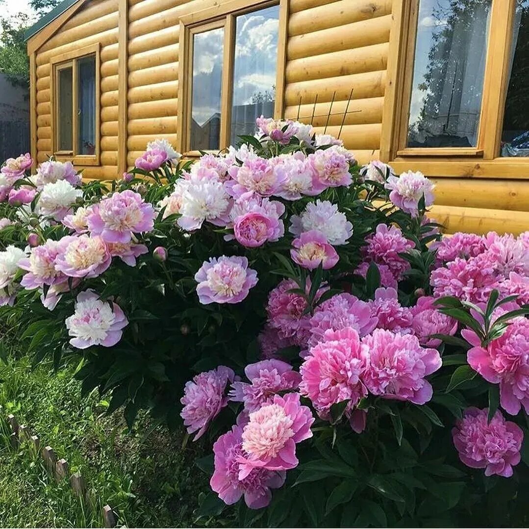 Пионы многолетние фото Пионы Крымский Вертоград